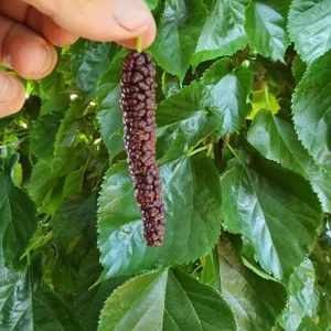 Set of 2 Pakistan Mulberry Live Plants, 6-8
