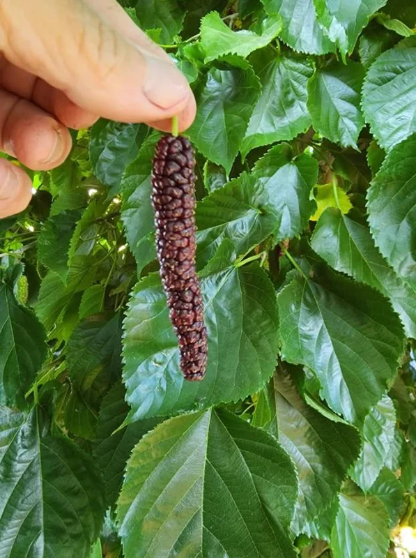 Set of 2 Pakistan Mulberry Live Plants, 6-8" Tall, Morus nigra, Self-Fertile Fruit Tree, Outdoor - Image 3