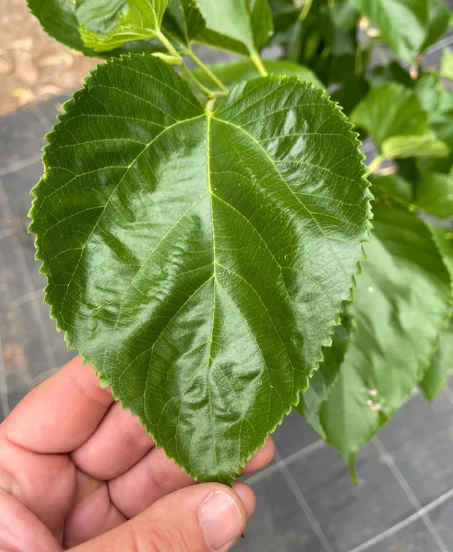 Set of 2 Pakistan Mulberry Live Plants, 6-8" Tall, Morus nigra, Self-Fertile Fruit Tree, Outdoor - Image 6