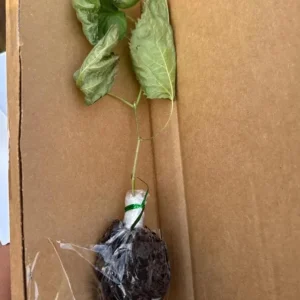 Set of 2 Pakistan Mulberry Live Plants, 6-8