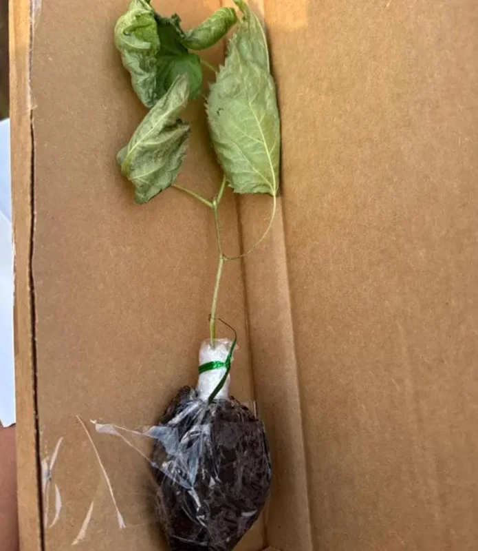 Set of 2 Pakistan Mulberry Live Plants, 6-8" Tall, Morus nigra, Self-Fertile Fruit Tree, Outdoor - Image 7