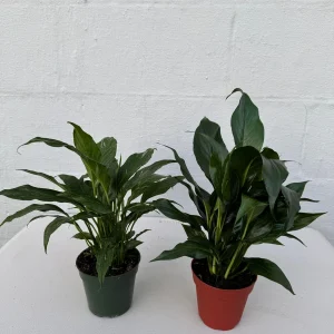 Set of 2 Peace Lily Live Plant - 4 inch Grow Pot - Spathiphyllum Domino - Air Purifying Indoor Houseplant - Image 4