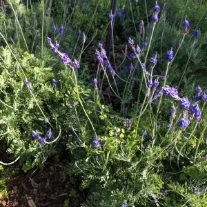 Set of 2 Pinnata Lavender Live Plants – 4-6" Tall – Fragrant Perennial – Indoor/Outdoor - Image 2