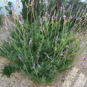Set of 2 Pinnata Lavender Live Plants – 4-6