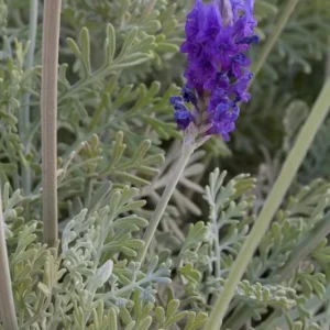 Set of 2 Pinnata Lavender Live Plants – 4-6