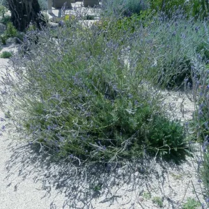 Set of 2 Pinnata Lavender Live Plants – 4-6