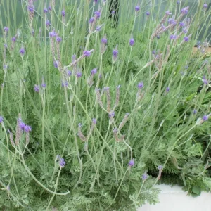 Set of 2 Pinnata Lavender Live Plants – 4-6