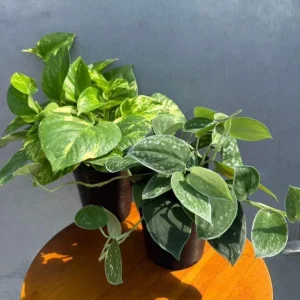 Set of 2 Pothos Live Plants - Golden & Silver Pothos in 4 inch Pots, Indoor Variegated Houseplants - Image 2
