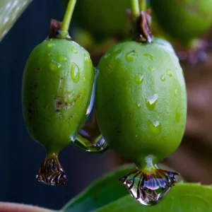 Set of 2 Prolific Kiwi Live Plants - 4-6" Tall - Self-Fertile Actinidia arguta Vine - Outdoor Fruit Plant - Image 2