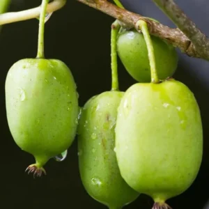 Set of 2 Prolific Kiwi Live Plants - 4-6