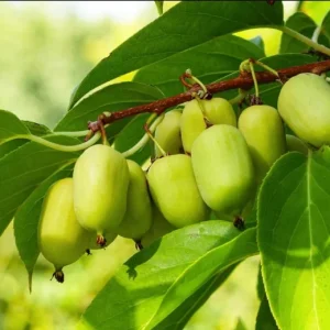 Set of 2 Prolific Kiwi Live Plants - 4-6