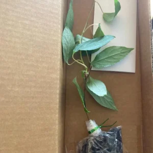 Set of 2 Prolific Kiwi Live Plants - 4-6