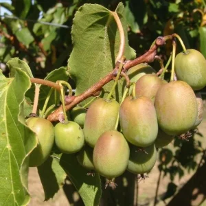 Set of 2 Prolific Kiwi Live Plants - 4-6" Tall - Self-Fertile Actinidia arguta Vine - Outdoor Fruit Plant - Image 1