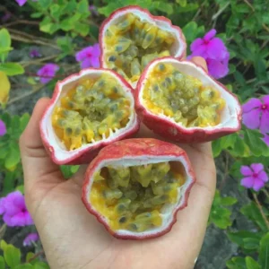 Set of 2 Purple Passionfruit Live Plants - 4-6