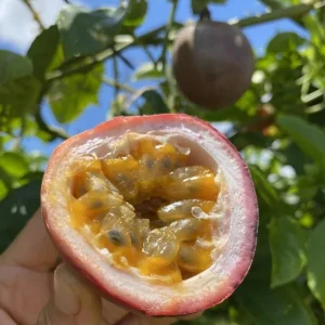 Set of 2 Purple Passionfruit Live Plants - 4-6" Tall - Self-Pollinating Edible Vine - Image 2