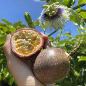 Set of 2 Purple Passionfruit Live Plants - 4-6" Tall - Self-Pollinating Edible Vine - Image 1