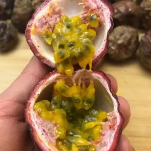 Set of 2 Purple Passionfruit Live Plants - 4-6