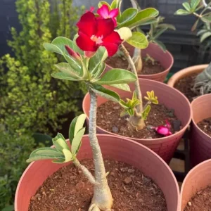Set of 2 Red Desert Rose Live Plants - Adenium Obesum - 4-6
