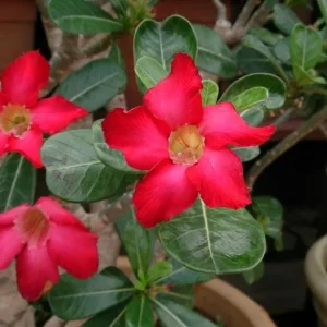 Set of 2 Red Desert Rose Live Plants - Adenium Obesum - 4-6