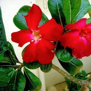 Set of 2 Red Desert Rose Live Plants - Adenium Obesum - 4-6