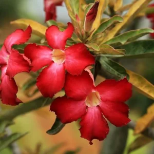 Set of 2 Red Desert Rose Live Plants - Adenium Obesum - 4-6