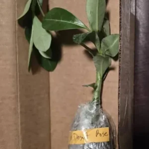 Set of 2 Red Desert Rose Live Plants - Adenium Obesum - 4-6