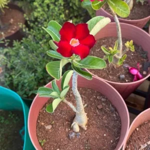Set of 2 Red Desert Rose Live Plants - Adenium Obesum - 4-6