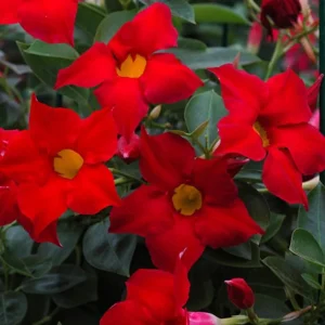 Set of 2 Red Mandevilla Live Plants – 4-6" Tall – Butterfly & Pollinator Friendly Flower – Outdoor - Image 2