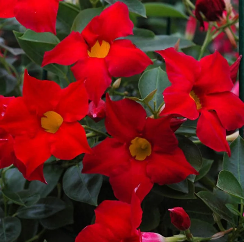 Set of 2 Red Mandevilla Live Plants – 4-6" Tall – Butterfly & Pollinator Friendly Flower – Outdoor - Image 2