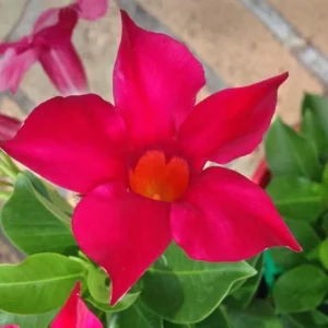 Set of 2 Red Mandevilla Live Plants – 4-6