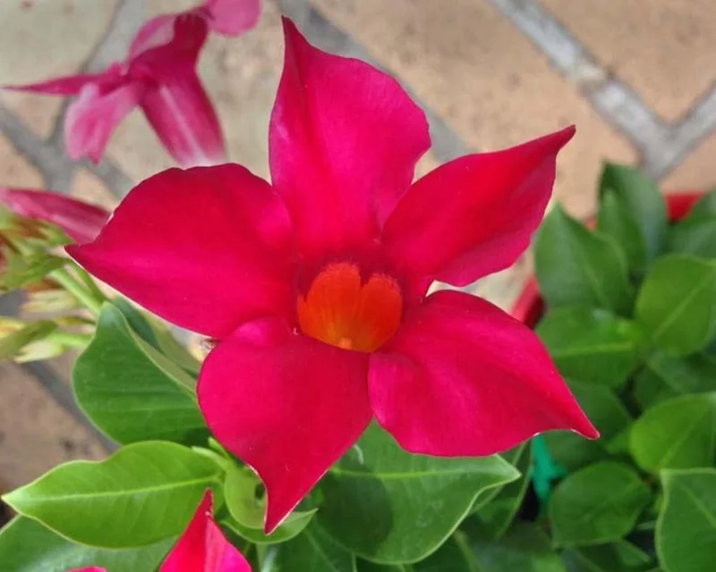 Set of 2 Red Mandevilla Live Plants – 4-6" Tall – Butterfly & Pollinator Friendly Flower – Outdoor - Image 3
