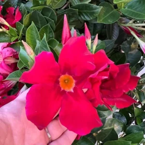 Set of 2 Red Mandevilla Live Plants – 4-6