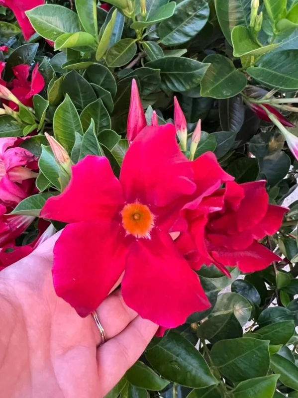 Set of 2 Red Mandevilla Live Plants – 4-6" Tall – Butterfly & Pollinator Friendly Flower – Outdoor - Image 5