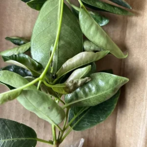 Set of 2 Red Mandevilla Live Plants – 4-6