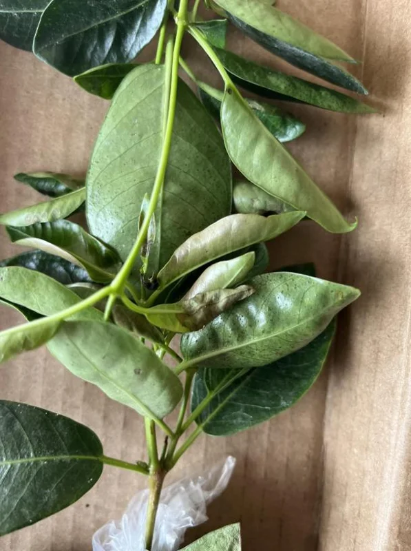 Set of 2 Red Mandevilla Live Plants – 4-6" Tall – Butterfly & Pollinator Friendly Flower – Outdoor - Image 6