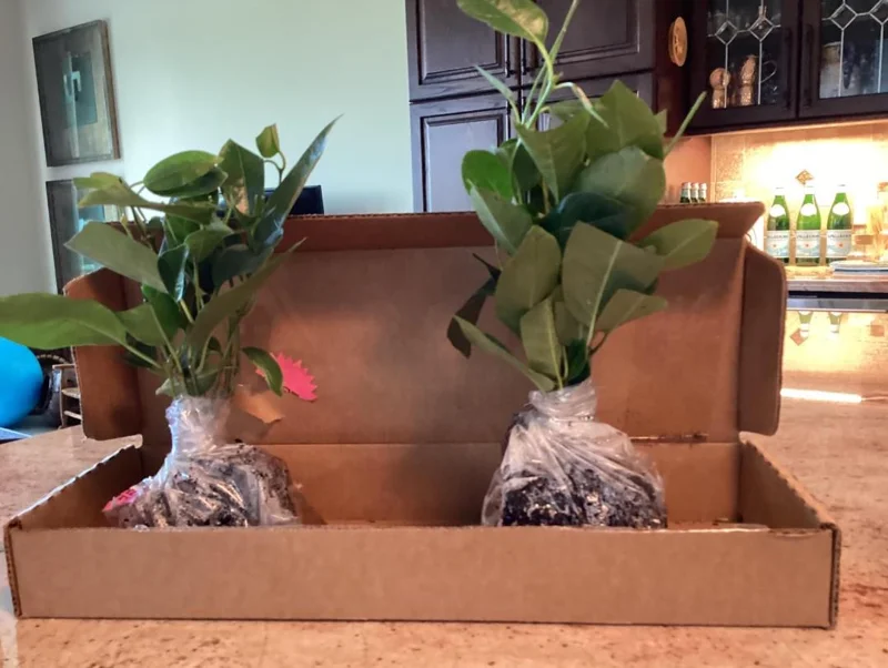 Set of 2 Red Mandevilla Live Plants – 4-6" Tall – Butterfly & Pollinator Friendly Flower – Outdoor - Image 7