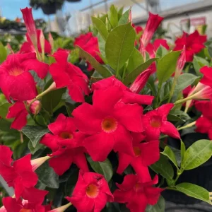 Set of 2 Red Mandevilla Live Plants – 4-6" Tall – Butterfly & Pollinator Friendly Flower – Outdoor - Image 1