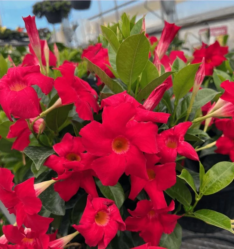 Set of 2 Red Mandevilla Live Plants – 4-6" Tall – Butterfly & Pollinator Friendly Flower – Outdoor - Image 1