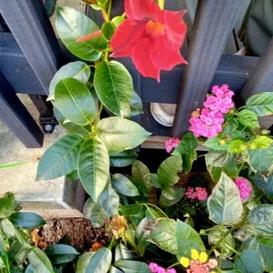 Set of 2 Red Mandevilla Live Plants – 4-6
