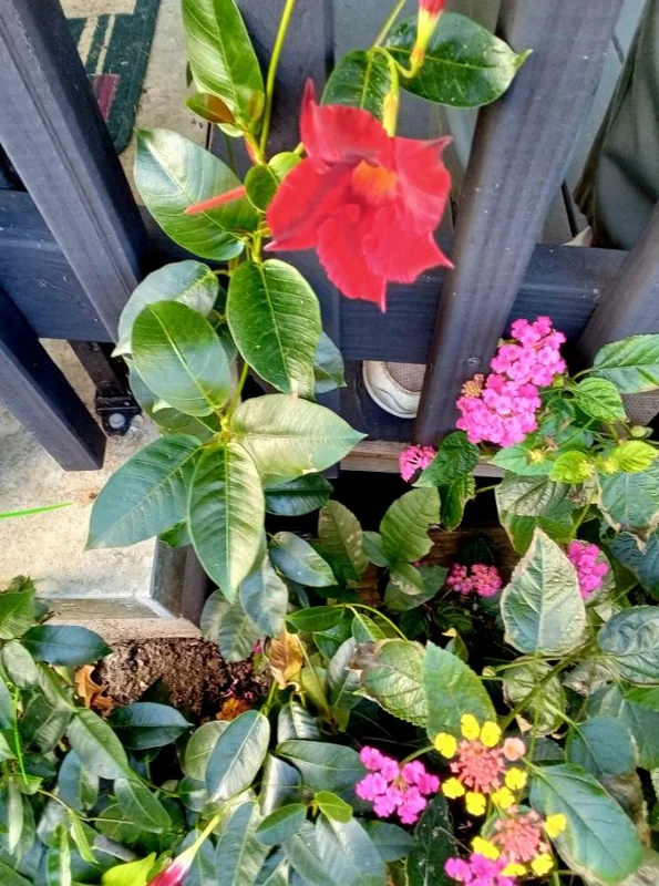 Set of 2 Red Mandevilla Live Plants – 4-6" Tall – Butterfly & Pollinator Friendly Flower – Outdoor - Image 8