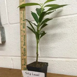 Set of 2 Schip Laurel Live Plants - 6-10in Tall, 3in Pot Evergreen Shrub - Image 5