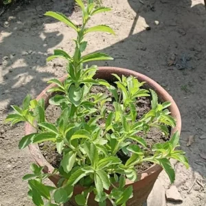 Set of 2 Stevia Live Plants (Sweet Leaf) – 2-5