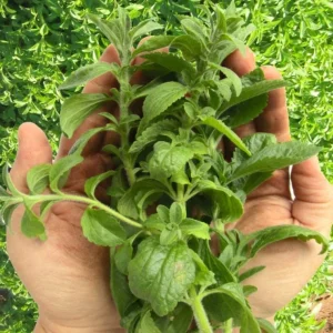 Set of 2 Stevia Live Plants (Sweet Leaf) – 2-5