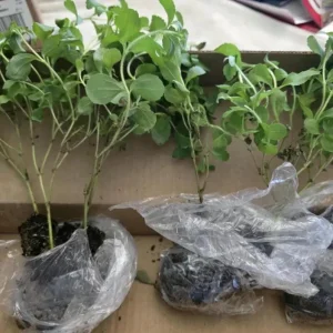 Set of 2 Stevia Live Plants (Sweet Leaf) – 2-5