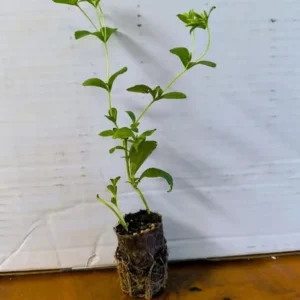 Set of 2 Stevia Live Plants (Sweet Leaf) – 2-5