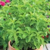 Set of 2 Stevia Live Plants (Sweet Leaf) – 2-5" Tall Starter Plants – Unpotted - Image 1