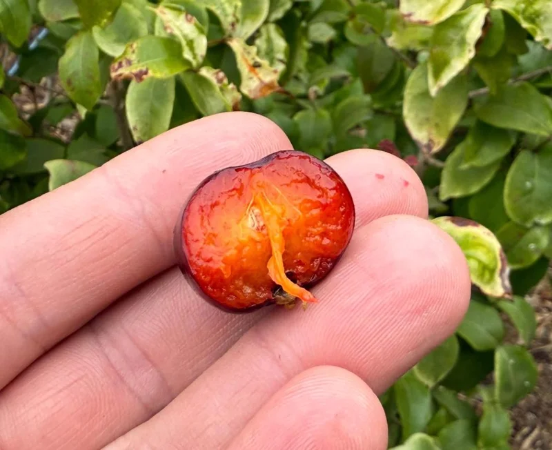 Set of 2 Surinam Cherry Live Plants - Eugenia uniflora - 3-5" Tall - Sweet Tropical Cherry - Image 10