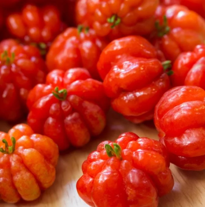 Set of 2 Surinam Cherry Live Plants - Eugenia uniflora - 3-5" Tall - Sweet Tropical Cherry - Image 2