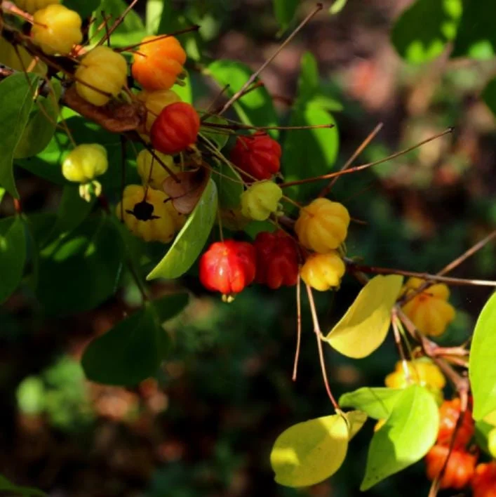 Set of 2 Surinam Cherry Live Plants - Eugenia uniflora - 3-5" Tall - Sweet Tropical Cherry - Image 3