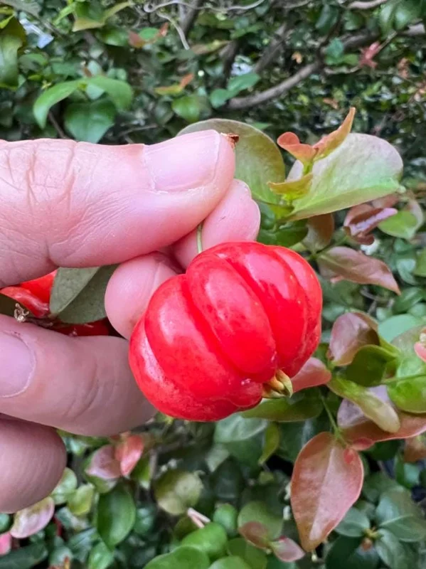 Set of 2 Surinam Cherry Live Plants - Eugenia uniflora - 3-5" Tall - Sweet Tropical Cherry - Image 4